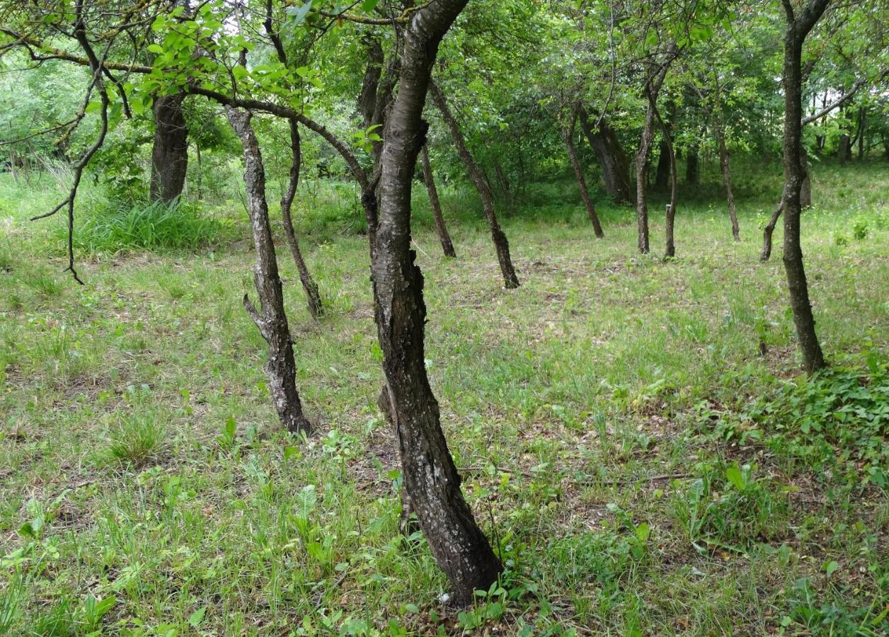 Bed and Breakfast Dom Na Mazurach Pilec Zewnętrze zdjęcie