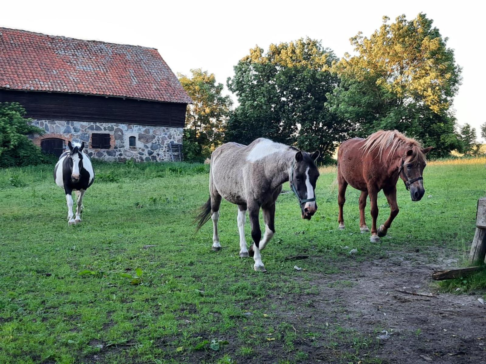 Bed and Breakfast Dom Na Mazurach Pilec Zewnętrze zdjęcie